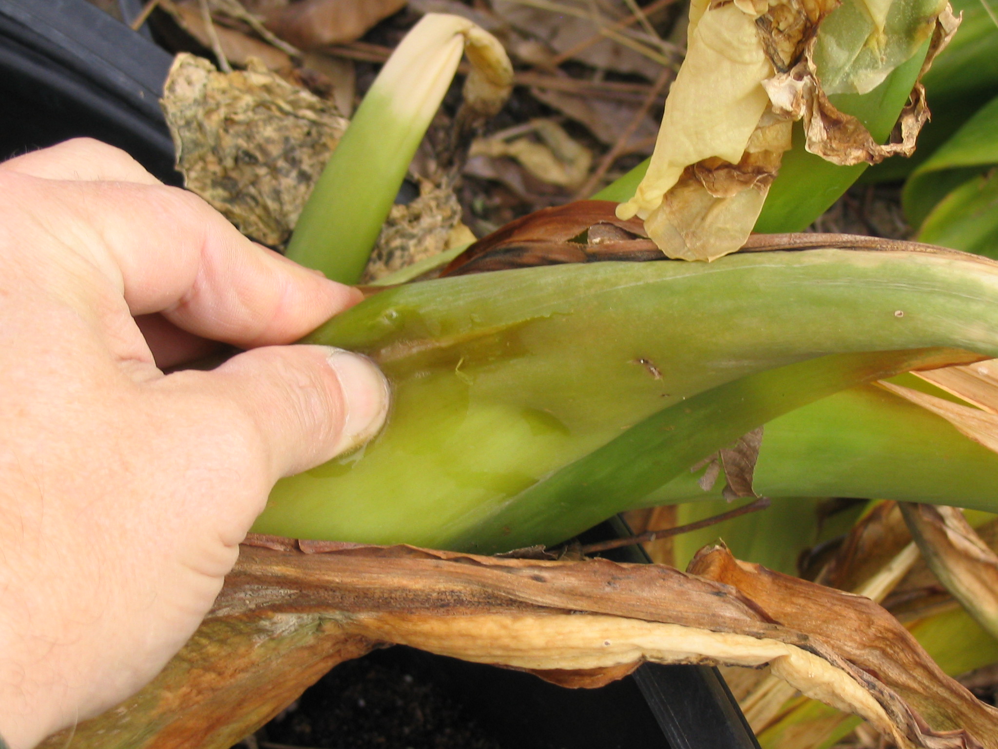Care for freeze-damaged plants 